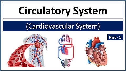 Circulatory System / Cardiovascular System | Heart Structure, Location & Function | Blood Vessels