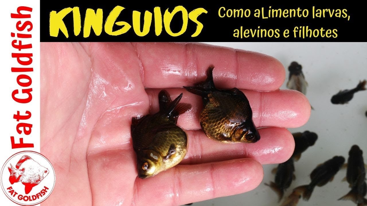 COMO ALIMENTAR FILHOTES DE KINGUIO?