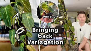 11 Variegated Melanos on one Moss Pole - 14 Months of Growth Updates