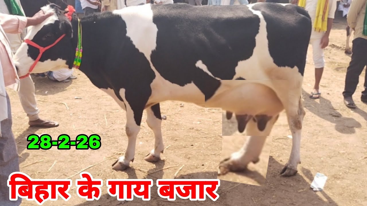 मार्च के महीना आने से पहले जाने कुछ अच्छी तरह कि दुधारू गाय का डिटेल किसान भाईयों. #cow #gay #gau 