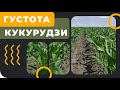 Густота посіву кукурудзи - скільки сіяти?