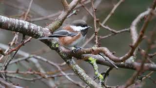 Chestnut-Backed Chickadee Seed Antics