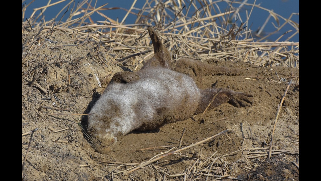 집 나간 우리 강쥐를 찾았습니다.