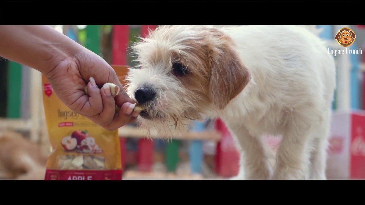 Dogsee Crunch Apple FreezeDried Apple Dog Treats YouTube