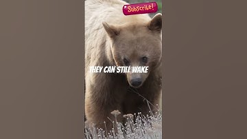 Myth Busted: Bears Don