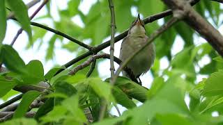 Kicau burung di alam liar