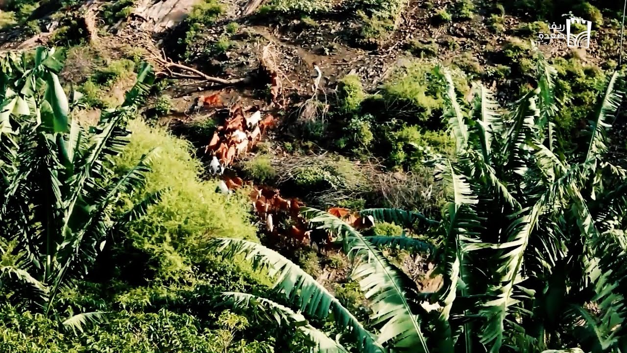 يوم رائع في مدرجات البن الخولاني