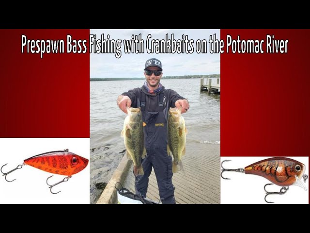 Yamamoto 6 Inch Senko - Secrets & Tactics (Potomac Spawn Bass