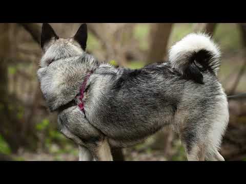 Norwegian Elkhound dog - Profile, care, health, training