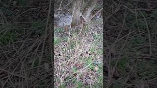 Patterdale Retrieving A Shot Teal With Plastic Stuck Between Its Beak And Round Its Head