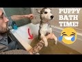 Husky Puppy DIRTY Bath Time!