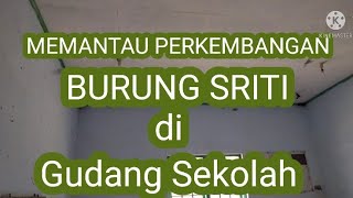 MEMANTAU BURUNG SRITI YANG BERSARANG DI GUDANG@burungwaletchannel4697