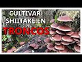 🍄Como Cultivar Seta Shiitake en troncos...👉Hazlo tu mismo en Casa (Muy Fácil) 🚀