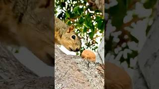 Squirrel Baby Bravey finds his way #animals #friends #learning #life #school #wildlife #cute #india