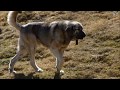 Mastines en los Picos de Europa