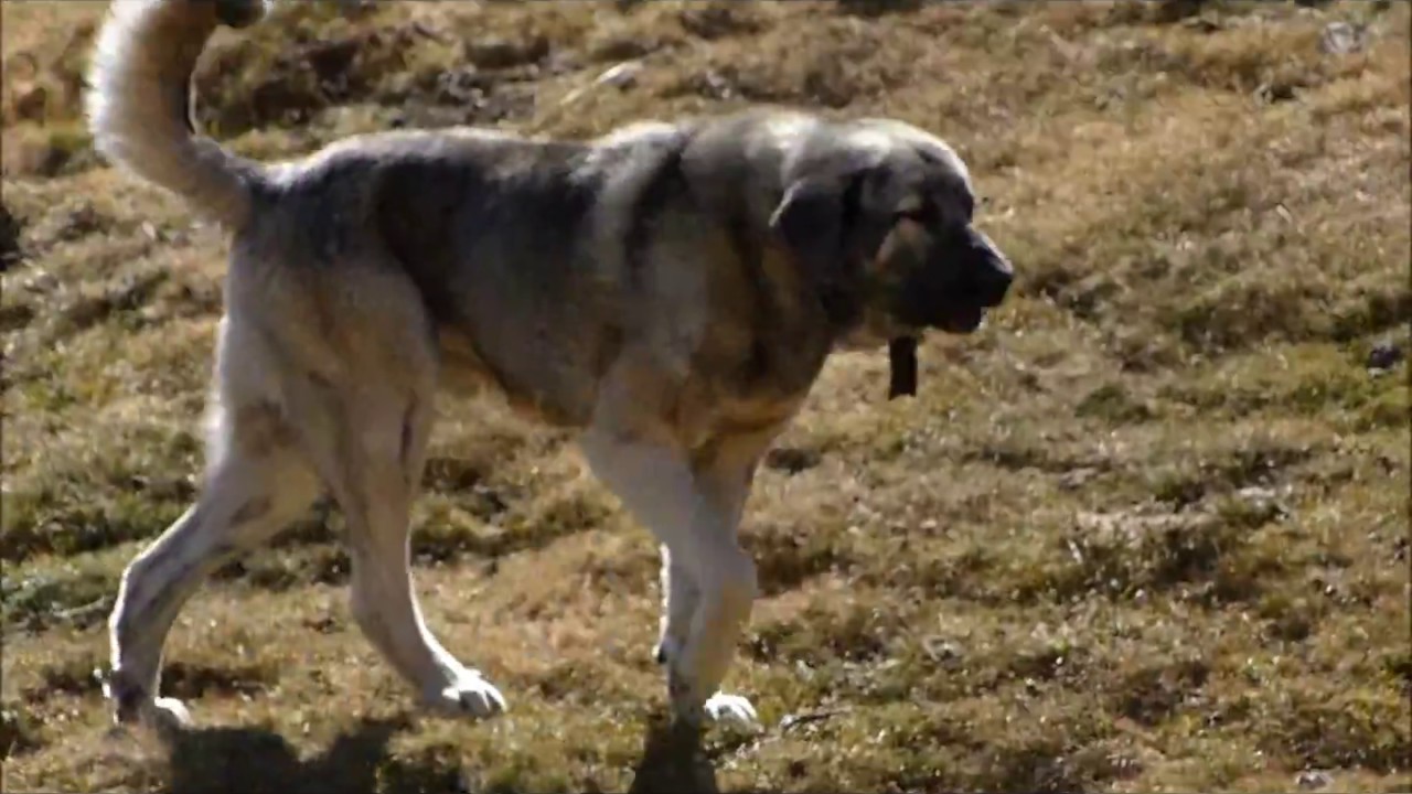 Mastines en los Picos de Europa