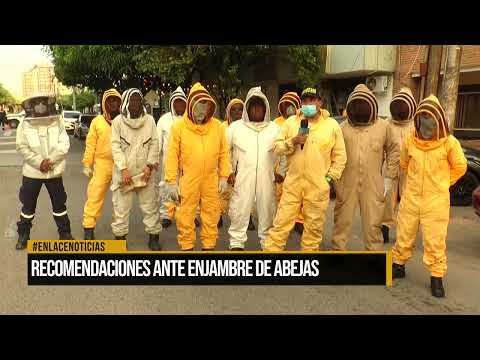 Recomendaciones ante enjambre de abejas