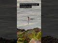 Double-crested cormorant #shorts #cute #adorable #birdwatching #interestingshorts