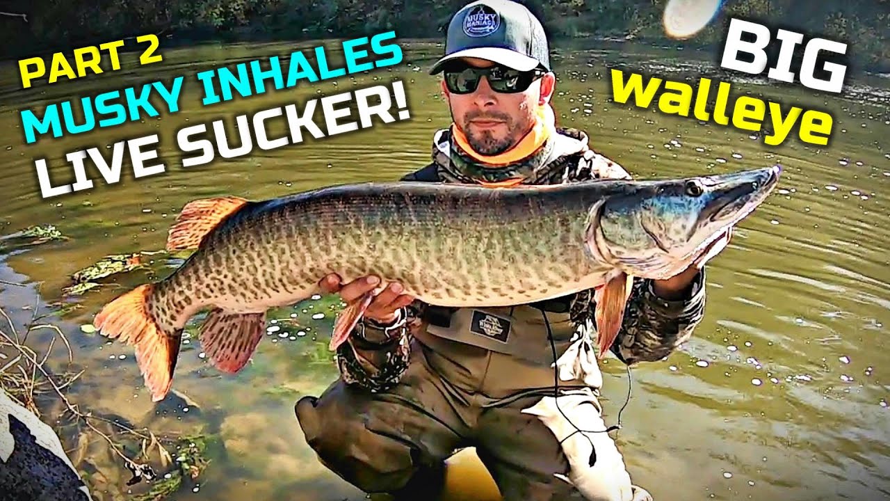 MUSKY INHALES SUCKER! Subscribers CRASH AT MY HOUSE?! LIVE BAIT