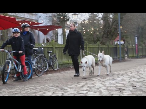 Как работают отели для собак в Германии