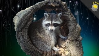 Raccoons Among Us - Science on the Web #24 @StuffToBlowYourMind