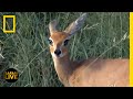 Safari Live - Day 121 | National Geographic