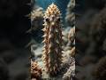 How This Sea Creature Sacrifices Its Insides to Survive! 🦑 #shorts #viralvideo #animals