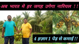 अब भारत मे हर जगह उगेगा नारियल || 4 हजार 1 पेड़ से कमाई || Coconut Farm || Hello Kisaan