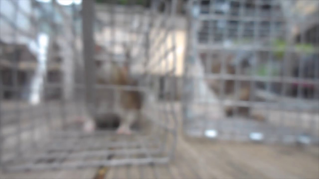 Rats screaming! Amazing audio of Norway rats screaming. YouTube