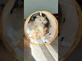 3ヶ月後の姿がやばすぎる🤣🤣🤣#マンチカン #子猫 #cat