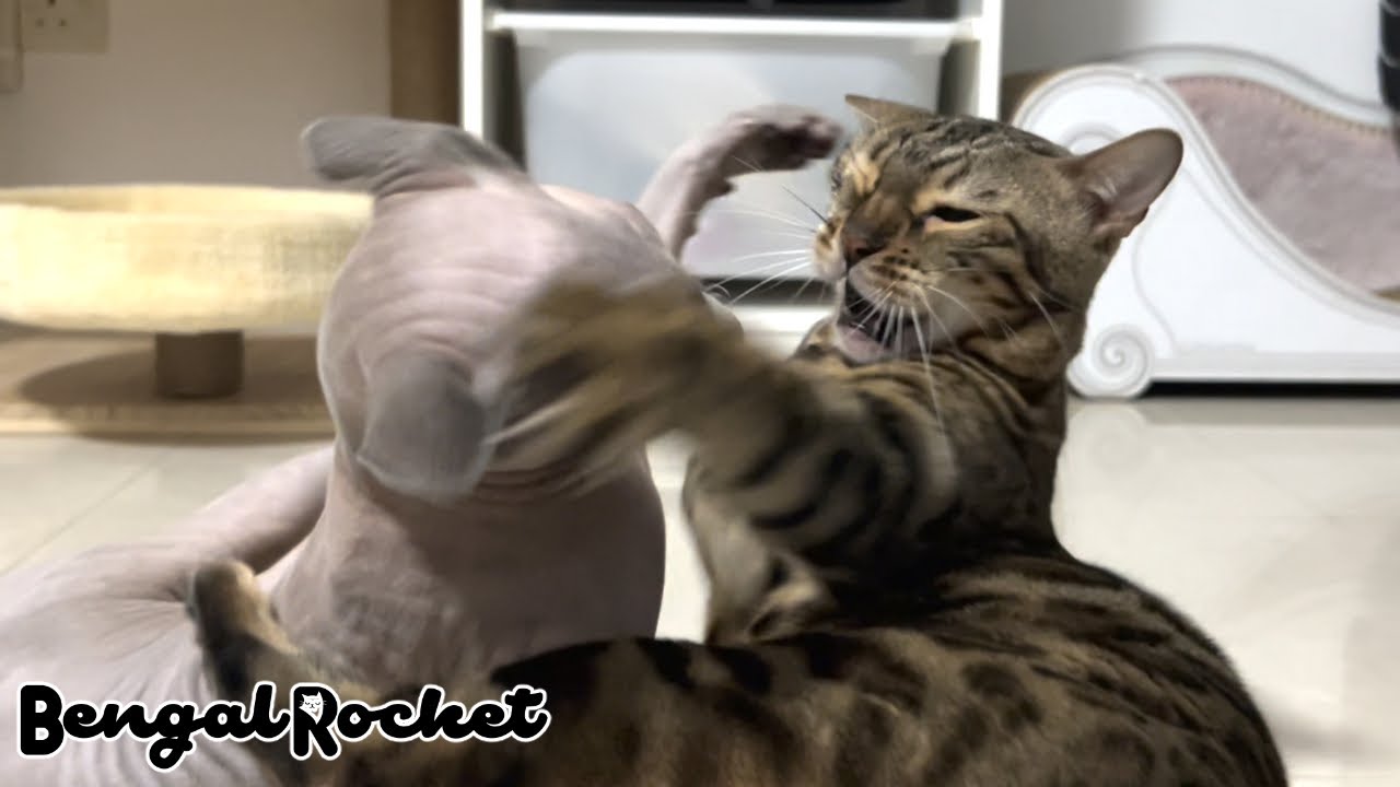 雑学 猫の体の部位の名称と特徴を解説 顔 足 体 ベンガルロケット Youtube