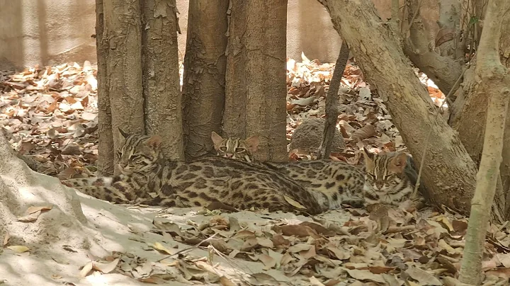 Video 4912841: beautiful asian leopard cat, cat kitten tiger, tiger cat cute, cat kitten dog animal, tiger funny cat