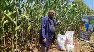 I will Harvest 45bags (90kg bags) of maize per acre