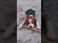 Piu piu piu 🤪#dog #funny #shortvideo #pets #trending #youtubeshorts #reels #shorts #shortvideo