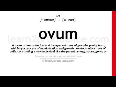 Pronunciation of Ovum | Definition of Ovum