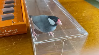 クリアケースから出たくない文鳥 - YouTube