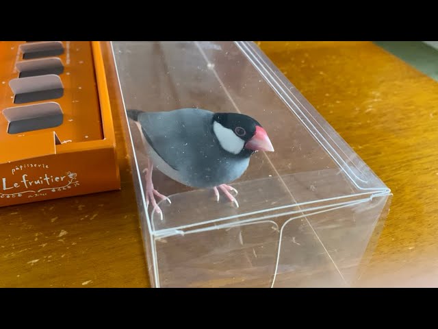 クリアケースから出たくない文鳥 - YouTube
