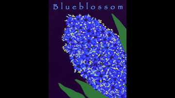 Blueblossom
