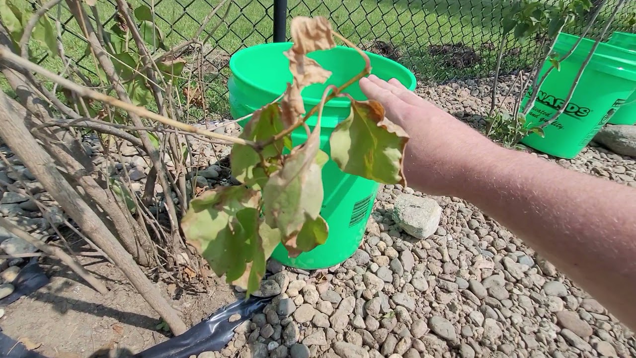 5 Gallon Bucket Trickle watering plants