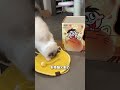 Title: Delicious Treats & Fun for Cats in Want Want's Shared Gift Box