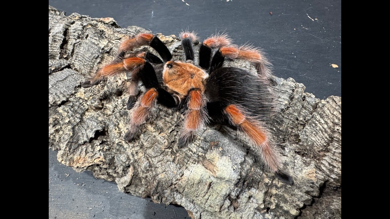 Brachypelma bohemi, Mexican Fire Leg  rehouse and care