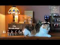 朝ごはんから始まる猫との日常/暮らしにジブリを取り入れて楽しむ【猫と暮らしのvlog】