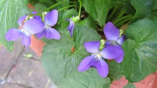 How To Have Flowers On A Tight Budget Growing Violets.