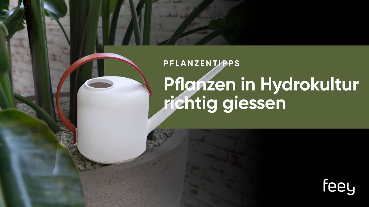 Hydrokultur (Blähton, Leca, Vulkastrat) Pflanzen mit