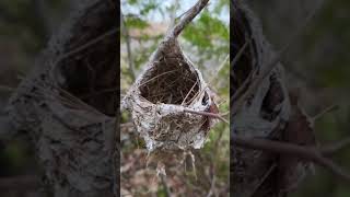 Unique Bird Nest Found In Tree