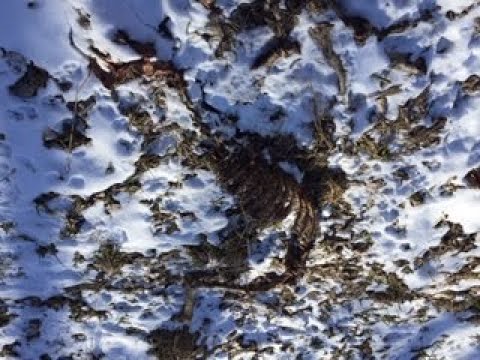 I Found a Deer Skeleton!