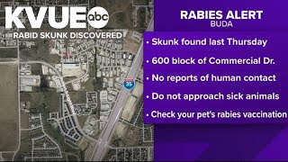 Skunk tests positive for rabies in Buda