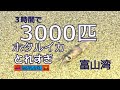 今年初の爆湧き！富山湾のホタルイカくコ:彡