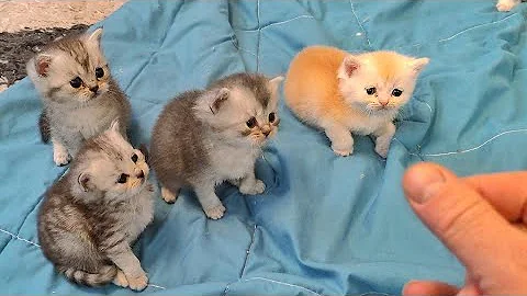 Watch the video about Train ragdoll kittens 26 days old to fight. #kitten #catvideos #cute #catlover #cat #kitty
