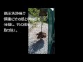 榊を植え替え　2022/5